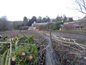 Hedge laying in Shirwell devon by the tree people