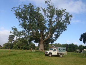 the tree people tree services north devon